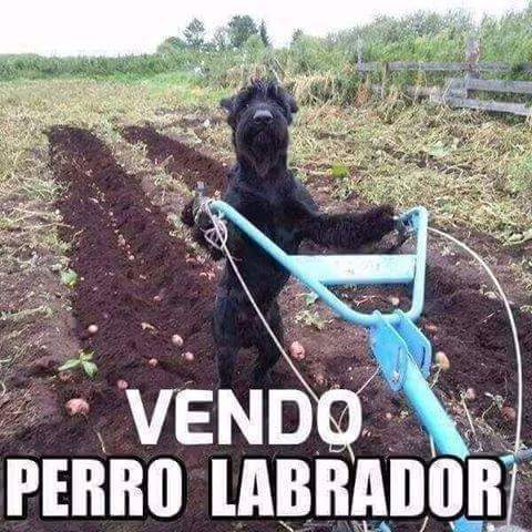 Perro_Labrador